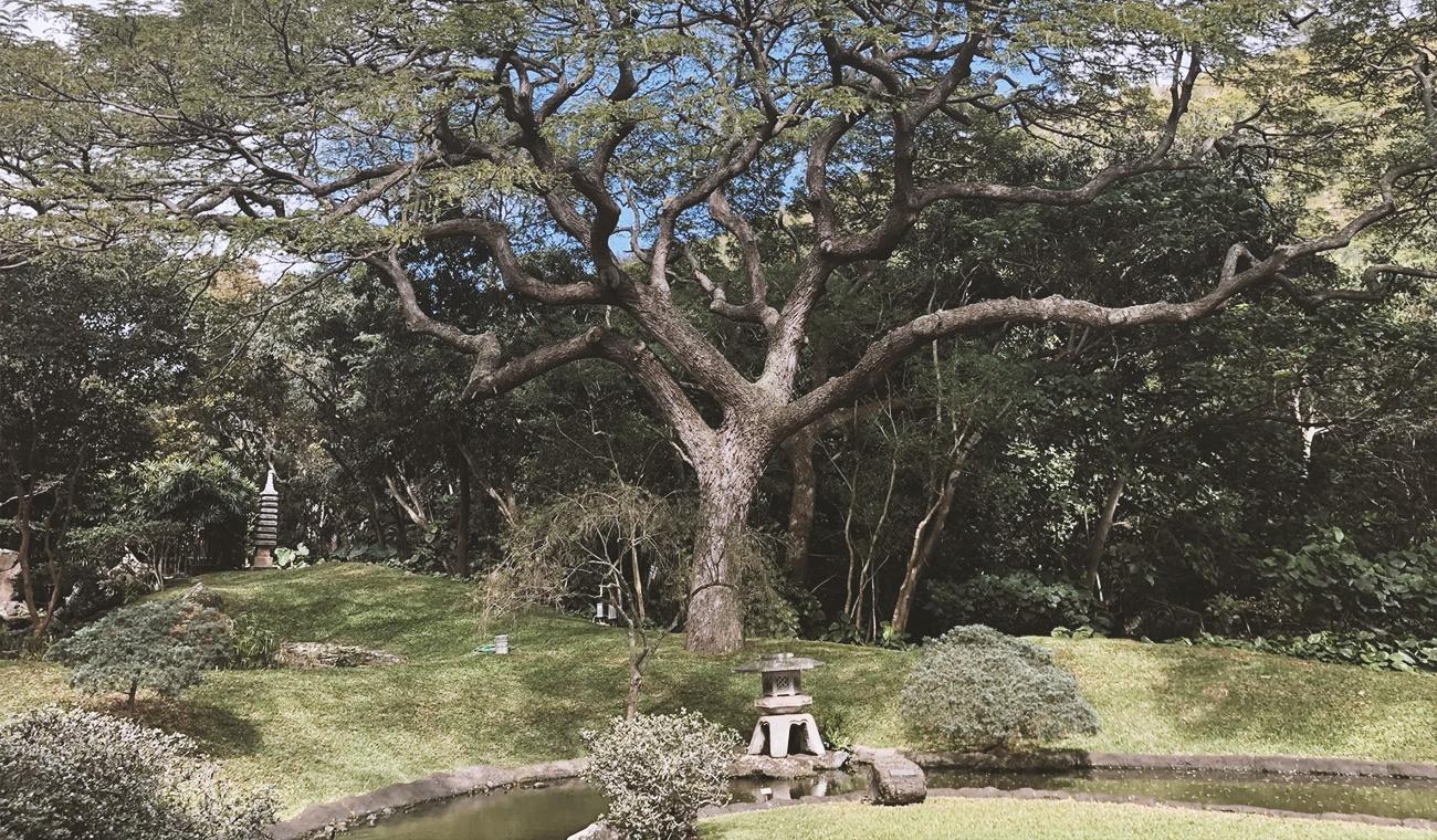 Japanese oak tree   - PHOTO https://kaiyowhisky.com/mizunara-oak